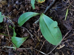 Galearis spectabilis