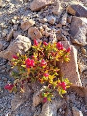 Halophytum ameghinoi