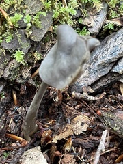 Helvella atra