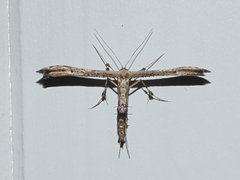 Oidaematophorus