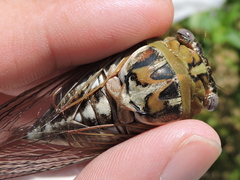 Megatibicen dealbatus