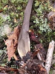 Helvella atra