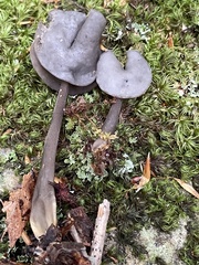 Helvella atra