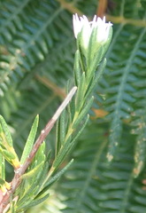 Euchaetis avisylvana