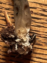 Helvella atra