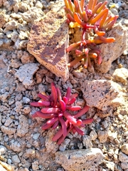 Halophytum ameghinoi