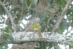 Malaconotus blanchoti