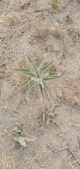 Asclepias eriocarpa