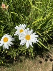 Leucanthemum × superbum