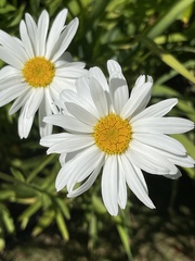 Leucanthemum × superbum
