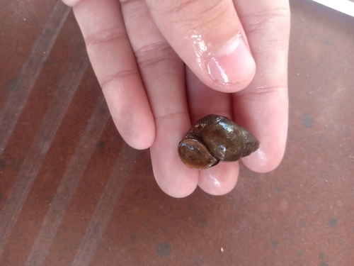 Idiopoma umbilicata observed 2021-10-01