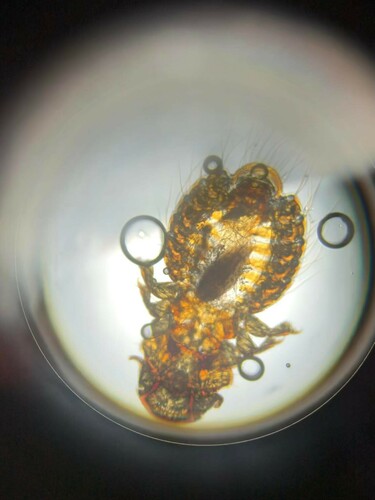 Genus Austrogoniodes · iNaturalist