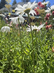 Leucanthemum × superbum