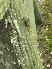 Tanna japonensis