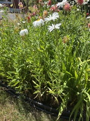 Leucanthemum × superbum