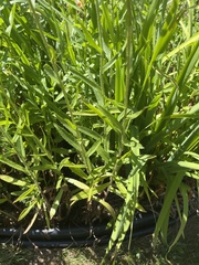 Leucanthemum × superbum