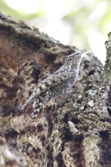 Salpornis salvadori emini