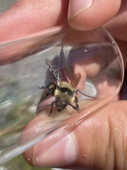Bombus bifarius