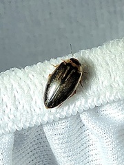 Coptotomus longulus lenticus