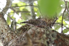 Salpornis salvadori emini