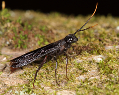 Urocerus cressoni