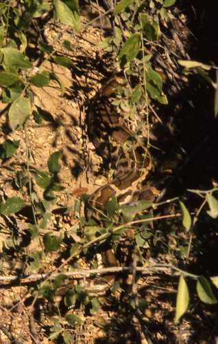 Python molurus