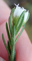 Euchaetis avisylvana