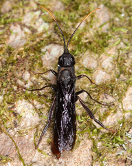 Urocerus cressoni