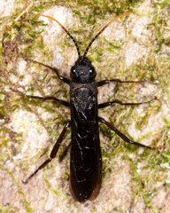 Urocerus cressoni