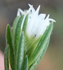 Euchaetis avisylvana