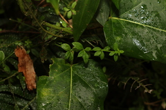 Galium leptogonium