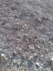 Halophytum ameghinoi