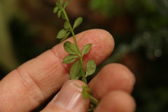 Galium leptogonium