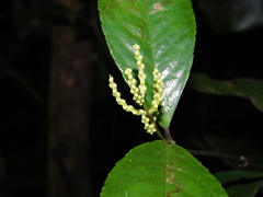 Chloranthus elatior