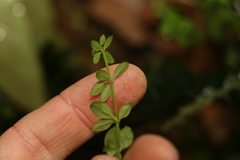 Galium leptogonium