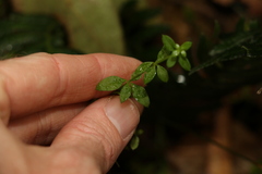 Galium leptogonium