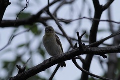 Ploceus taeniopterus