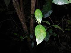 Chloranthus elatior