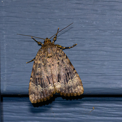 Amphipyra pyramidoides