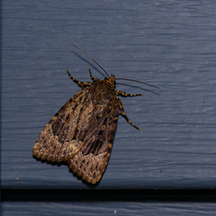 Amphipyra pyramidoides