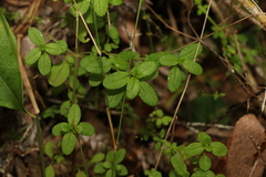 Gonocarpus oreophilus