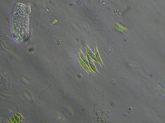 Tetradesmus dimorphus