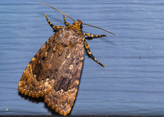 Amphipyra pyramidoides