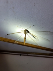Haploglenius flavicornis