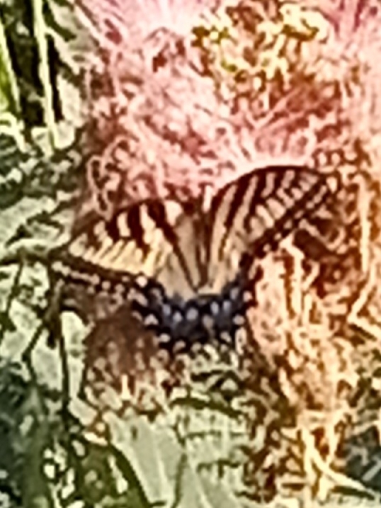 Eastern Tiger Swallowtail From Lumber Bridge NC 28357 USA On July 30 2022 At 08 29 AM By