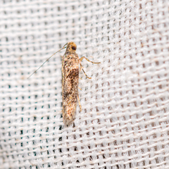 Chionodes mediofuscella