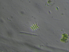 Tetradesmus