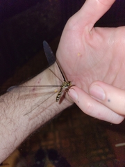 Haploglenius flavicornis