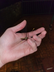 Haploglenius flavicornis