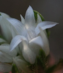 Euchaetis avisylvana